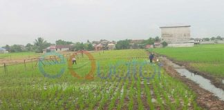 Musim Tanam, Petani Butuh Bantuan Dinas Pertanian