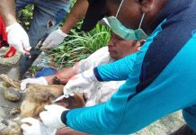 100 Warga Ujung Negeri Digigit Anjing