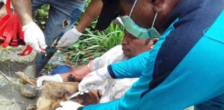 100 Warga Ujung Negeri Digigit Anjing