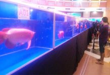 BKIPM Entikong Gagalkan Penyelundupan 4.500 Arwana Irian