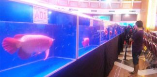Patenkan Arwana Sebagai Ikan Asli Kapuas Hulu