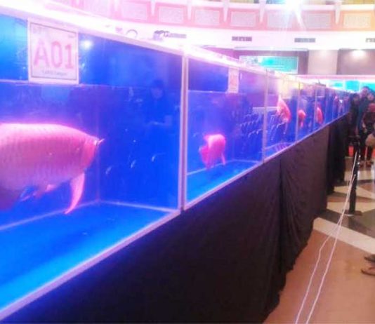 Patenkan Arwana Sebagai Ikan Asli Kapuas Hulu