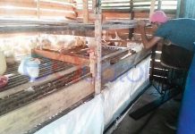 Perhatian Pemerintah Kurang, Pedagang Unggas Merasa Dianaktirikan