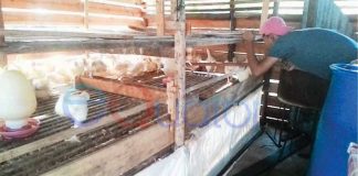 Perhatian Pemerintah Kurang, Pedagang Unggas Merasa Dianaktirikan