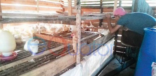 Perhatian Pemerintah Kurang, Pedagang Unggas Merasa Dianaktirikan