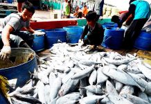 Data Ekspor Ikan di Kalbar Belum Sepenuhnya Tercatat