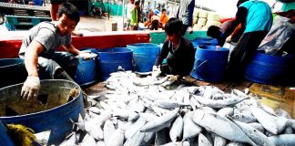 Data Ekspor Ikan di Kalbar Belum Sepenuhnya Tercatat