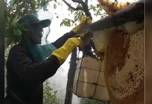 MANFAAT MADU UNTUK KESEHATAN