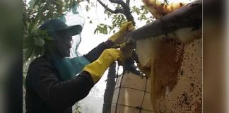 Juara Nasional Berkat Rumah Produksi Madu