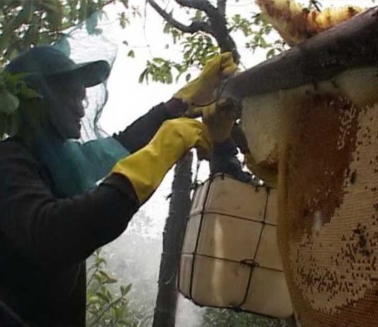 MANFAAT MADU UNTUK KESEHATAN