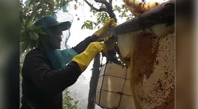 Madu Hutan Muara Pawan Primadona di Ketapang Expo