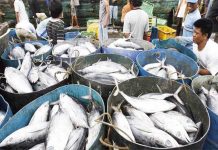 Cuaca Tak Pengaruhi Pasokan Ikan