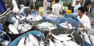 Cuaca Tak Pengaruhi Pasokan Ikan