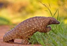 Trenggiling Haram Diperdagangkan