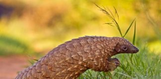 Trenggiling Haram Diperdagangkan