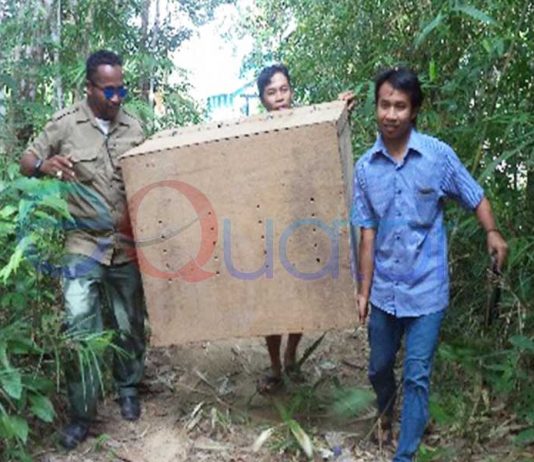 BKSDA Singkawang Lepas Empat Biawak