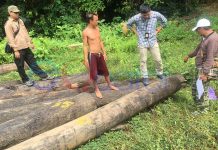 Dari Kapuas Hulu, Ditangkap di Sekadau, Wakapolres Sita 49 Batang Kayu