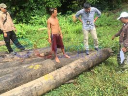 Dari Kapuas Hulu, Ditangkap di Sekadau, Wakapolres Sita 49 Batang Kayu