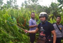 Tindak Tegas Oknum Dewan Bekingi Kasus Pemerkosaan