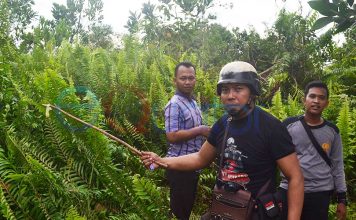 Tindak Tegas Oknum Dewan Bekingi Kasus Pemerkosaan
