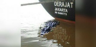 Efek Samping Intensnya Hujan, Buaya Nongol?