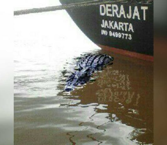 Efek Samping Intensnya Hujan, Buaya Nongol?