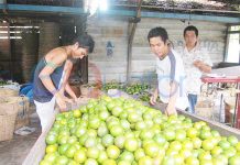 Kembalikan Kejayaan Jeruk Sambas