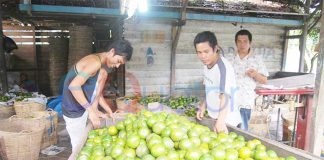 Kembalikan Kejayaan Jeruk Sambas