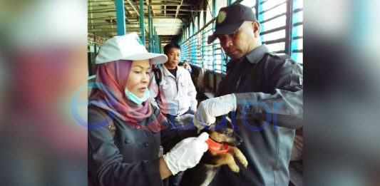 Ibu Menyusui Digigit Anjing Gila