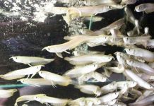 Setiap Menjelang Pergantian Tahun, Harga Bibit Arwana Silver Anjlok