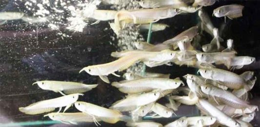 Setiap Menjelang Pergantian Tahun, Harga Bibit Arwana Silver Anjlok