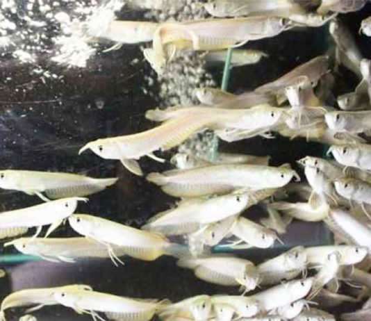 Setiap Menjelang Pergantian Tahun, Harga Bibit Arwana Silver Anjlok