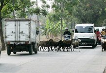 Kambing Celakai Pengguna Jalan