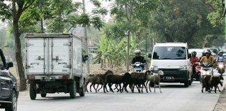 Kambing Celakai Pengguna Jalan