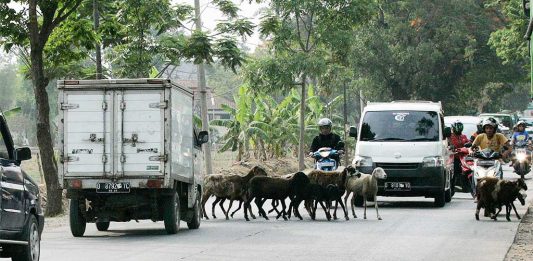 Kambing Celakai Pengguna Jalan