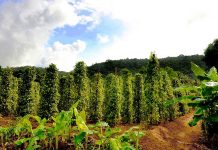 Petani Lada Perbatasan Sulit Dapatkan Pupuk Bersubsidi