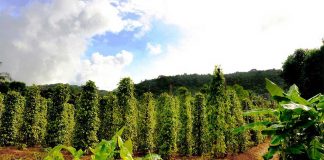 Petani Lada Perbatasan Sulit Dapatkan Pupuk Bersubsidi