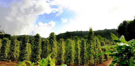 Petani Lada Perbatasan Sulit Dapatkan Pupuk Bersubsidi
