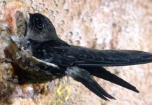 Bisnis Sarang Walet di Ketapang Belum Terdata 100 Persen