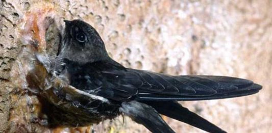 RI Dapat Tambahan Kuota Ekspor Sarang Walet ke Tiongkok