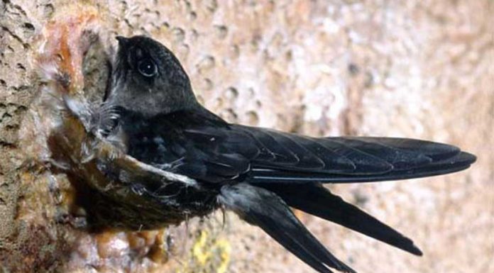 RI Dapat Tambahan Kuota Ekspor Sarang Walet ke Tiongkok