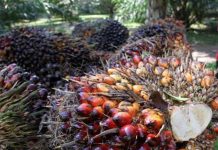 Harga CPO Naik, Untung Petani Belum Signifikan