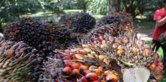 Kebijakan Perluasan Mandatori Biodiesel 20 Persen