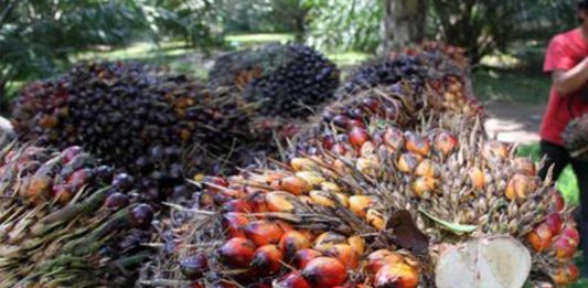 Industri Sawit Masih Bertahan di ‘Pusaran Badai’