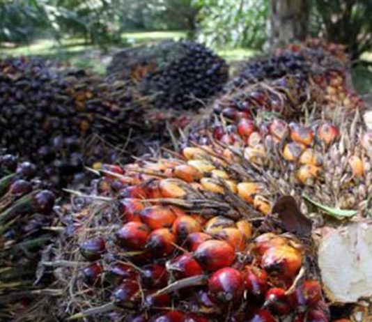 Mencari Solusi Tata Niaga Kelapa Sawit