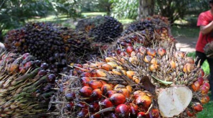 Industri Sawit Masih Bertahan di ‘Pusaran Badai’
