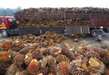 Serapan CPO Tak Tumbuh Signifikan