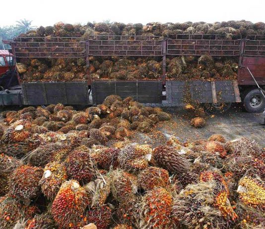 Perkebunan Sawit Wajib Laporkan Pengolahan Limbah