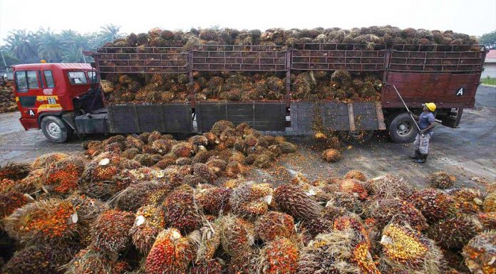 Produk Sawit Perlu Sertifikasi Halal