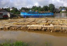 2.300 Batang Kayu Jabon Disita